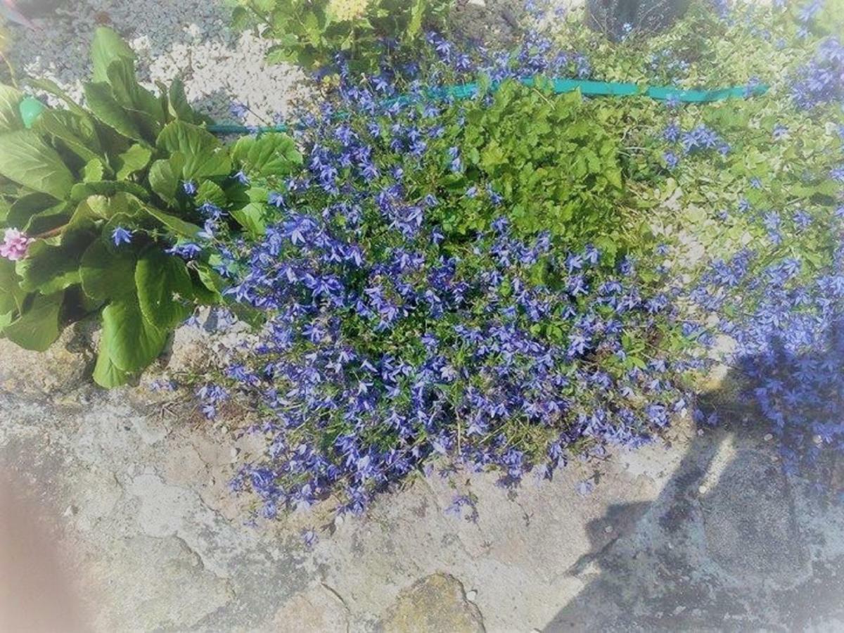 Un Petit Coin De Paradis Gluiras Dış mekan fotoğraf